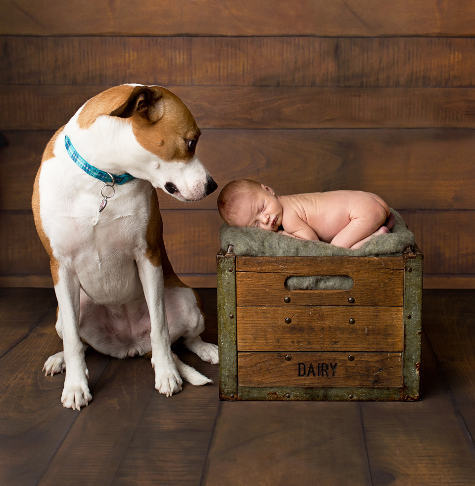 Babies with dogs, newborn and dog, funny baby and dog photos