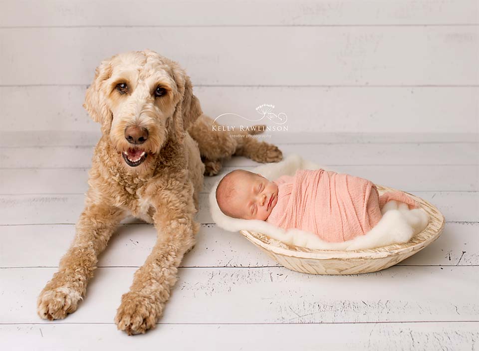 Newborn and Golden Doodle