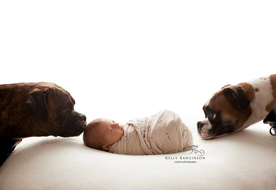 can dogs be around newborns