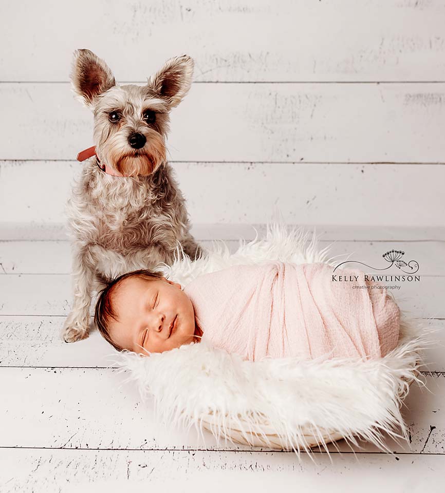 Dog and baby