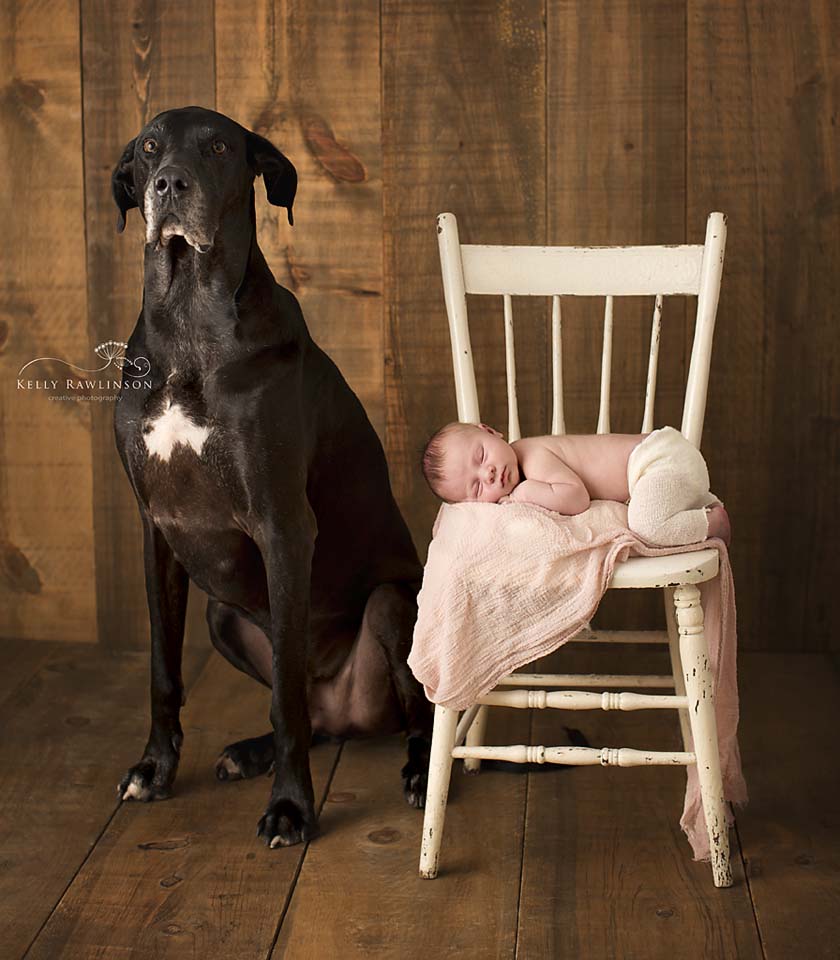 Newborn and Great Dane